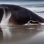 Placeholder: photograph of beautiful sperm whale washed up on shore, face view, lifeless, debris, foamy wave, sand, rock, 8k resolution, high-quality, fine-detail, detailed matte, photography, illustration, digital art, brian froud, howard lyon, selina french, anna dittmann, annie stokes, lisa parker, greg rutowski,