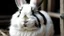 Placeholder: white and black lion head rabbit