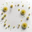 Placeholder: scattered powder on a white background, dandelions scattered nearby, top view