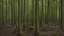 Placeholder: new growth forest