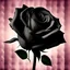 Placeholder: Create black rose colour and colour background