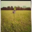 Placeholder: single long stem wildflower in a field, polaroid, tender, vintage, award winning landscape photography, nature photography, r/mostbeautiful