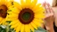 Placeholder: The image shows a large yellow sunflower in the foreground, with its petals spread out and its center detailed. Behind the main sunflower, there is another partially visible sunflower. On the right of the image, you can see a raised hand with long, manicured nails, and part of a woman's shoulder and hair. The combination of natural elements, such as sunflowers, and humans, such as the hand and hair, creates an attractive visual contrast.