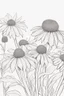 Placeholder: outline art of Coneflower only black and white, no colour , White background. sketch style, clean line art, white background, no shadow and clear, no people, no colour, for book