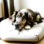 Placeholder: Maintenance and Care Tips for Chew-Proof Dog Beds
