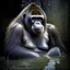 Placeholder: Bathing gorilla