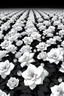 Placeholder: "A conceptual black-and- white jasmines flowers digital illustration of a massive roses in the same direction, heads down, symbolizing conformity. The atmosphere feels lifeless and repetitive, emphasizing the ordinary mindset of the majority."