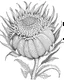 Placeholder: real massive Protea flower coloring page