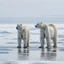 Placeholder: A pair of polar bears standing on the ice of a frozen lake and looking at the horizon