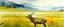 Placeholder: an Elk off-center in a prairie field, canola plants hinted in corners of foreground, realistic fantasy watercolor illustration,