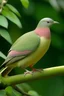 Placeholder: pink-necked Green Pigeon treron vernans