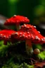 Placeholder: fungus red