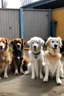 Placeholder: dogdaycare 4person group photo