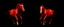 Placeholder: 2 horses running towards the viewer, the left side horse veering to the left, the right side horse going to the right. red tones, black background