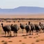 Placeholder: Now, let's talk about the "Great Emu War." Picture this: the vast Australian outback, a land of harsh beauty and untamed wilderness. In the distance, a horde of giant, menacing emus march relentlessly across the dusty plains, their beady eyes fixed on their target.