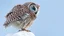 Placeholder: an owl perched on a white rock. The owl is facing towards the right side is turned slightly to the left. It has large, round, blue eyes that are piercing and appear to be looking directly at the viewer. Its body is covered in intricate patterns and feathers, giving it a realistic appearance. The background is a light blue color, making the owl stand out even more. The rock it is perched on is also white and appears to be made of snow or ice. The overall mood is peaceful and serene.