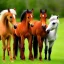 Placeholder: sweet 3 baby horses