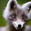 Placeholder: adorable baby arctic fox with deer antlers