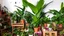 Placeholder: A photo of an indoor jungle with a variety of tropical plants. There are large plants with big leaves, like palms and ferns. There are also smaller plants with colorful flowers. The plants are placed in pots of different sizes and shapes. The pots are arranged on wooden shelves, crates, and the ground. The background is a white wall with a few holes.