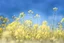 Placeholder: bottom is detailed canola, top is sky, photography,