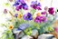 Placeholder: flowers, rocks, mountains, watercolor paintings