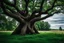 Placeholder: The Great Deku Tree from Zelda, but in real life, in Wisconsin, in the summer. Photograph.