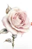 Placeholder: clipart , rose, white background, watercolor, side view, drawing , realism, beautiful, delicate shades, beige, powdery, pink, pale pink, sequins, shimmer, 3d effect, careful drawing of details, volumetric watercolor, aesthetically pleasing, professional photo, realistic photo, hyperdetalization