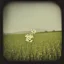 Placeholder: single long stem wildflower in a field, polaroid, tender, vintage, award winning landscape photography, nature photography, r/mostbeautiful