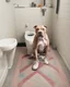 Placeholder: Unusual photo of a pit bull terrier sitting on a toilet, imitating a human. The dog is wearing a comical pair of shoes. Rts that have been lowered just above their front legs. He is facing the viewer, engrossed in reading something on his cell phone. The bathroom is clean and modern, with a small, colorful rug on the floor. The general atmosphere of the photo is happy and fun