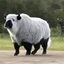 Placeholder: Ay, wooly bully Watch it now, watch it Here he comes, here he comes Watch it now, he get 'cha