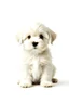 Placeholder: cute puppy, white background