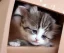 Placeholder: Cute kitten in a box