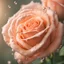 Placeholder: Peach rose and drops, close-up, side lighting, blurred background