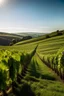 Placeholder: vineyard on the hill in the sunny day