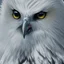 Placeholder: snow OWL EAGLE