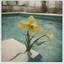 Placeholder: Daffodils in a swimming pool, old worn and damaged polaroid