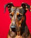 Placeholder: female majestic doberman with slik face on clean red background, head full of power slightly looking down, angry but strong, not agressive