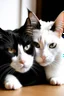 Placeholder: one black and one white cat lieing down to together