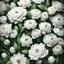 Placeholder:  white flowers whathercolour, highly intricate, Realistic photography, incredibly detailed, ultra high resolution, 8k, complex 3d render, cinema 4d.