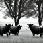 Placeholder: black and white cows in green field near forest