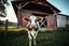 Placeholder: low angle scenic photo of a Dairy farm with barn, one Holstein Cow in front