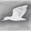 Placeholder: line drawing of a soaring snow goose