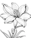 Placeholder: Lily Flower coloring page white background, black and white onlyb outline