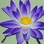 Placeholder: special lotus, In Search of Light Source