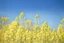 Placeholder: clear blue sky for top half, across Middle is canola flowers with green canola stems branches and leaves below, rapeseed sharp focus, realistic