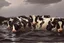 Placeholder: cows swimming in deep water by Caravaggio