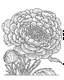 Placeholder: real massive Ranunculus flower coloring page