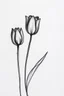 Placeholder: Minimalist rough abstract Charcoal drawing of 3 tulips on a textured gesso background. Simple lines