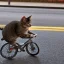 Placeholder: cat riding a bike