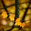 Placeholder: Masterful, highly detailed, full-screen linocut of an extremely focused close-up view of a hanging branch of a birch tree with leaves in autumn shades of yellow, ochre and washed-out green. An early November snow clings to the leaves and branches in wet tufts, creating a soft, white contrast against the colorful foliage. The bokeh background features a blurred view of more snow-covered branches, enhancing the wintry atmosphere. Illustration and linocut using a technique of extremely fine, tiny c